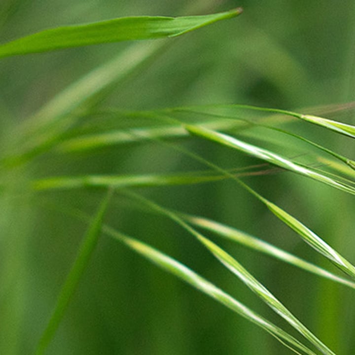 Close-up of green grass blades or spikelets, possibly Bromus species, with a soft-focus green background.